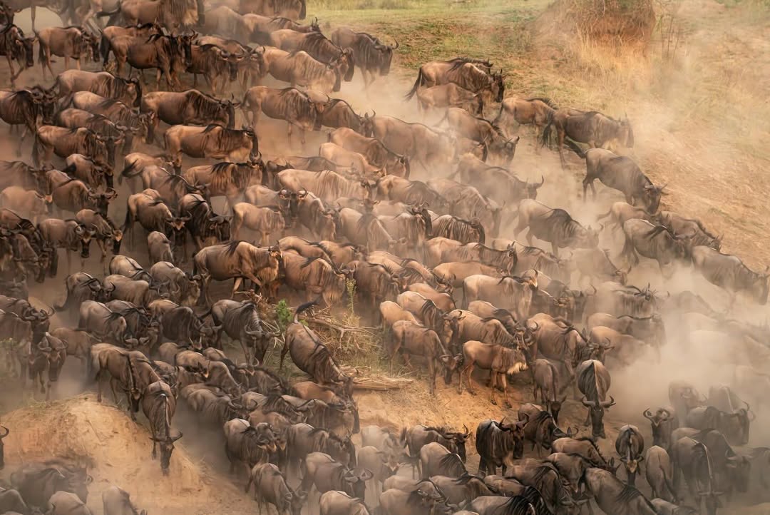 Wildebeest crossing the Mara River on a Masai Mara budget camping safari